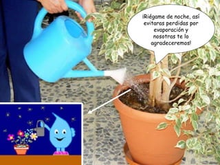 ¡Riégame de noche, así evitaras perdidas por evaporación y nosotras te lo agradeceremos! 