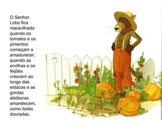 O Senhor Lobo fica maravilhado quando os tomates e os pimentos começam a amadurecer, quando as ervilhas e os feijões crescem ao longo das estacas e as gordas abóboras amarelecem, como bolas douradas. 