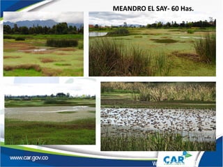 MEANDRO EL SAY- 60 Has.
www.car.gov.co
 