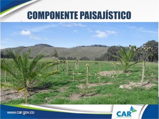 COMPONENTE PAISAJÍSTICO
 
