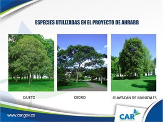 ESPECIES UTILIZADAS EN EL PROYECTO DE AHRARB
IMAGE OPCIONAL
CAJETO CEDRO GUAYACAN DE MANIZALES
 