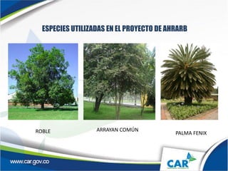 ESPECIES UTILIZADAS EN EL PROYECTO DE AHRARB
IMAGE OPCIONAL
ROBLE ARRAYAN COMÚN
PALMA FENIX
 
