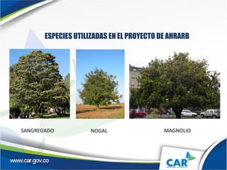 ESPECIES UTILIZADAS EN EL PROYECTO DE AHRARB
IMAGE OPCIONAL
SANGREGADO NOGAL MAGNOLIO
 