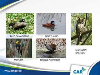 PATO CANADIENSE PATO TURRIO
LECHUZÓN
OREJUDO
MONJITA TINGUA PICOVERDE
 