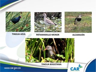 TINGUA AZUL PATIAMARILLO MENOR ALCARAVÁN
TINGUA BOGOTANA
 