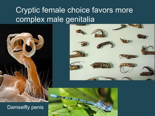 Cryptic female choice favors more
complex male genitalia

Damselfly penis

 