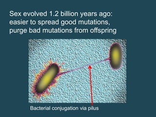 Sex evolved 1.2 billion years ago:
easier to spread good mutations,
purge bad mutations from offspring

Bacterial conjugation via pilus

 
