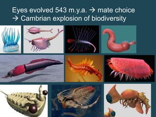 Eyes evolved 543 m.y.a.  mate choice
 Cambrian explosion of biodiversity

 