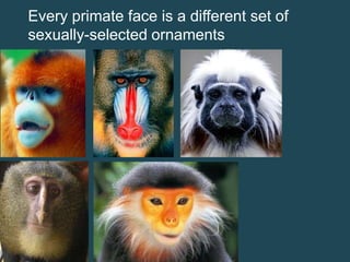 Every primate face is a different set of
sexually-selected ornaments

 