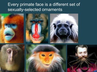 Every primate face is a different set of
sexually-selected ornaments

 