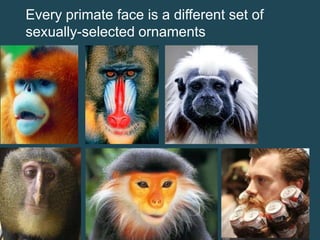 Every primate face is a different set of
sexually-selected ornaments

 