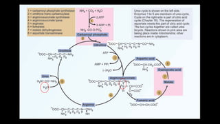 AHS amino acid metabolism power point presentation | PPTX