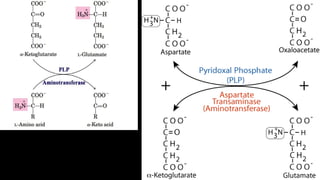 AHS amino acid metabolism power point presentation | PPTX