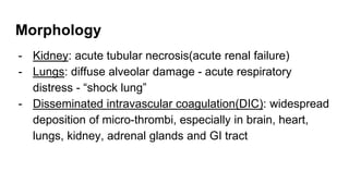 Morphology
- Kidney: acute tubular necrosis(acute renal failure)
- Lungs: diffuse alveolar damage - acute respiratory
distress - “shock lung”
- Disseminated intravascular coagulation(DIC): widespread
deposition of micro-thrombi, especially in brain, heart,
lungs, kidney, adrenal glands and GI tract
 