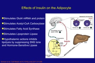Effects of Insulin on the Adipocyte <ul><li>Stimulates Glut4 mRNA and protein </li></ul><ul><li>Stimulates Acetyl-CoA Carb...