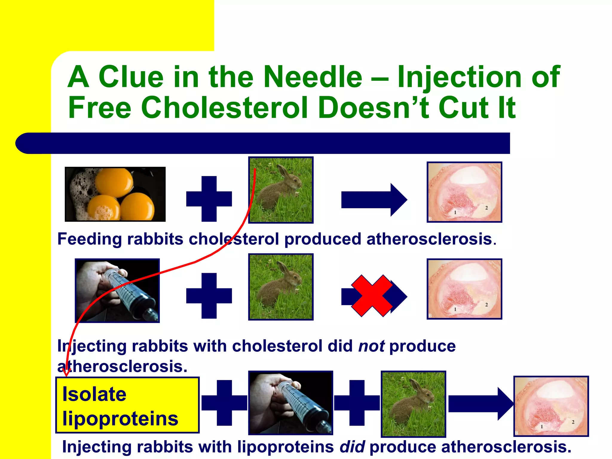 A Clue in the Needle – Injection of Free Cholesterol Doesn’t Cut It Feeding rabbits cholesterol produced atherosclerosis . Injecting rabbits with cholesterol did  not  produce atherosclerosis. Isolate lipoproteins Injecting rabbits with lipoproteins  did  produce atherosclerosis. 