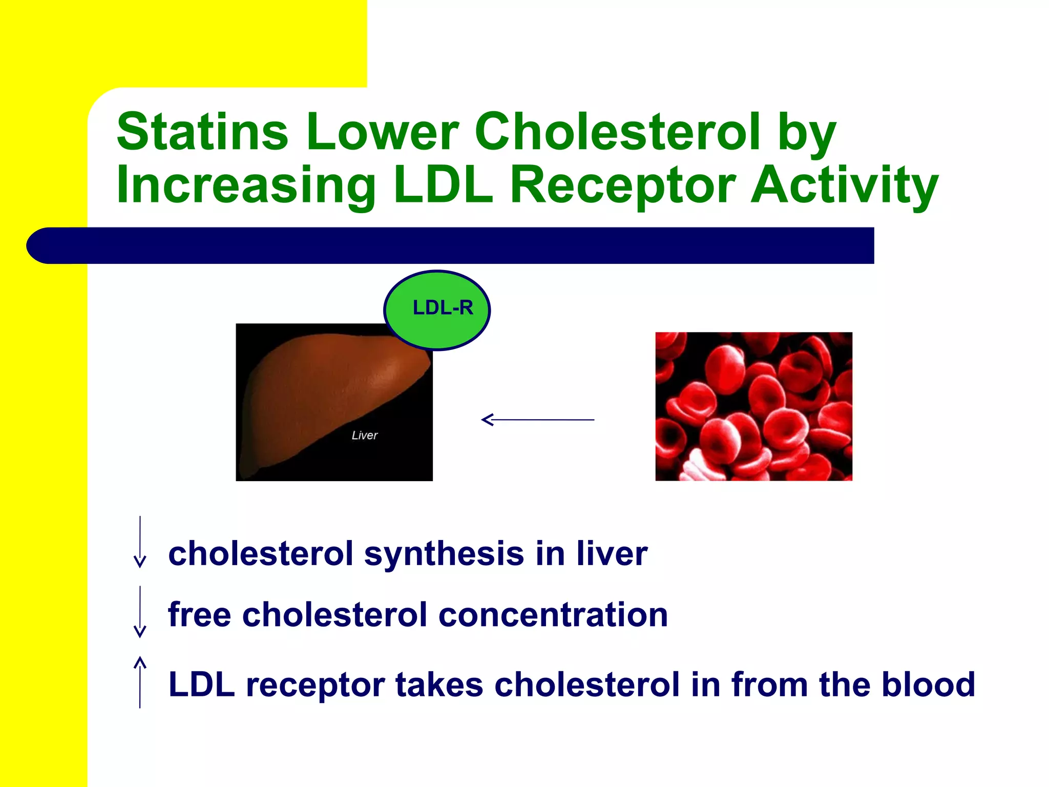 Statins Lower Cholesterol by Increasing LDL Receptor Activity cholesterol synthesis in liver  free cholesterol concentration LDL-R LDL receptor takes cholesterol in from the blood 