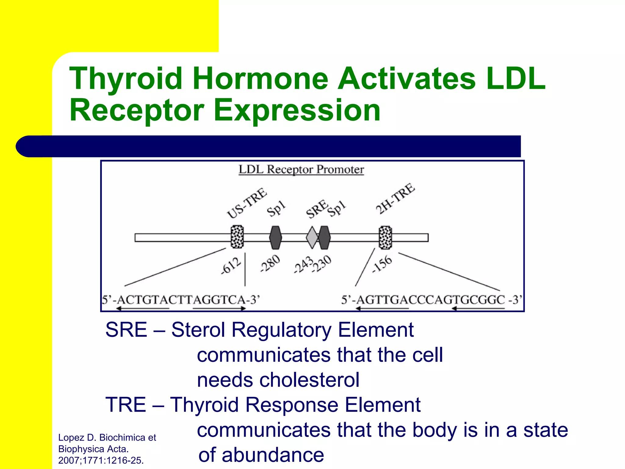 Thyroid Hormone Activates LDL Receptor Expression SRE – Sterol Regulatory Element   communicates that the cell      needs cholesterol TRE – Thyroid Response Element   communicates that the body is in a state   of abundance Lopez D. Biochimica et Biophysica Acta. 2007;1771:1216-25. 