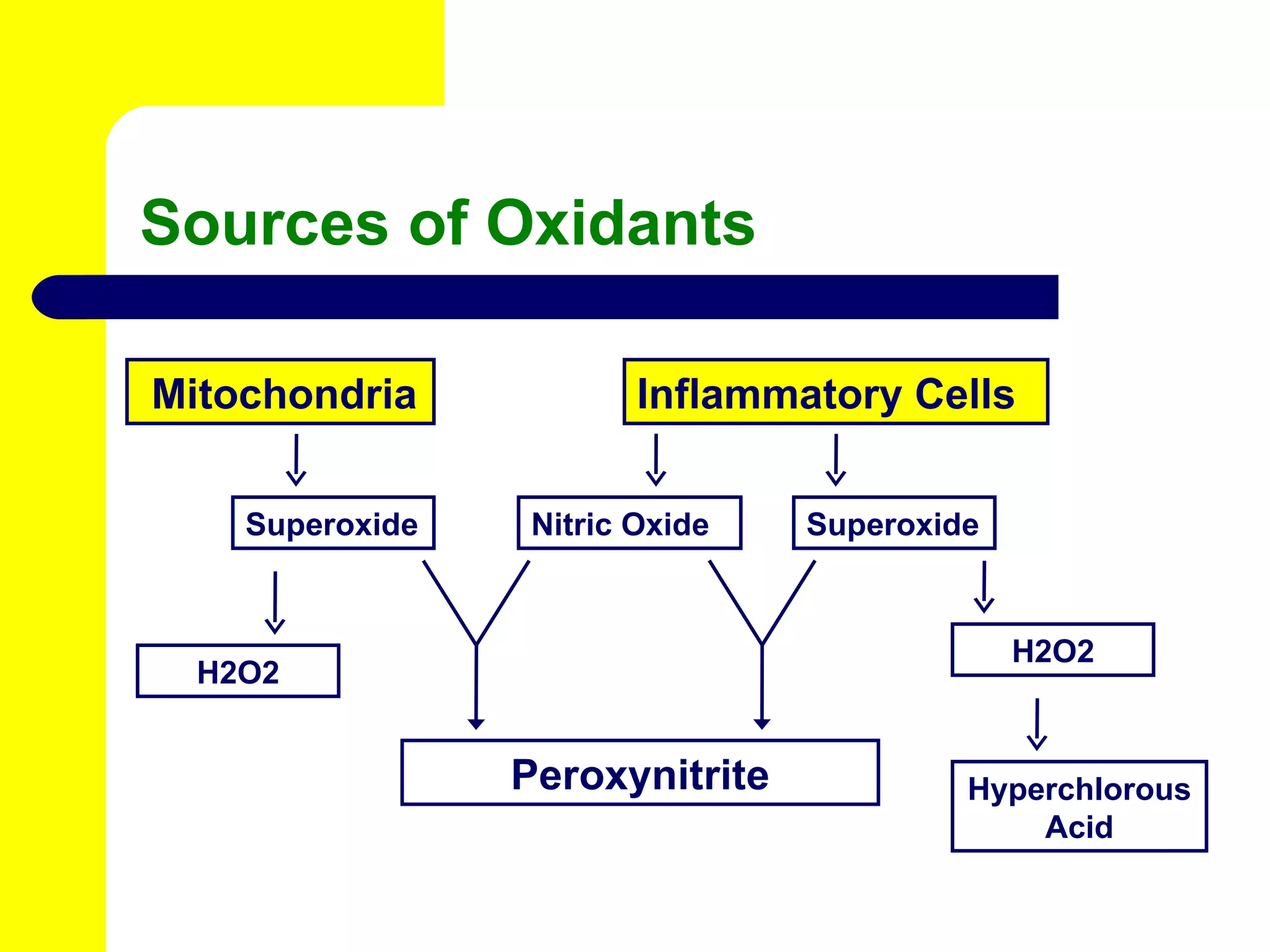 Sources of Oxidants Mitochondria Inflammatory Cells Superoxide H2O2 Superoxide Nitric Oxide H2O2 Hyperchlorous Acid Peroxynitrite 