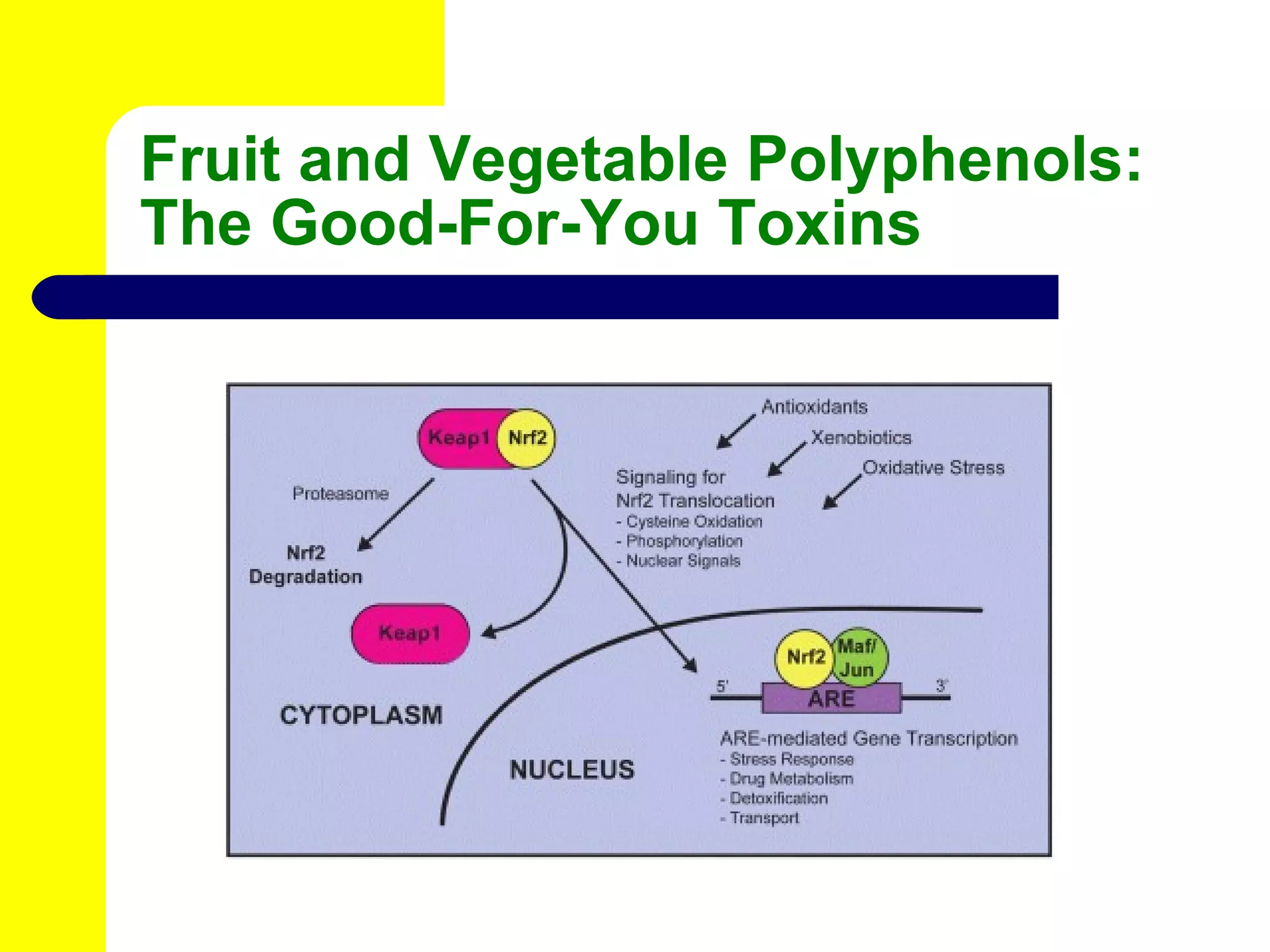 Fruit and Vegetable Polyphenols: The Good-For-You Toxins 