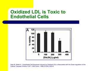 Oxidized LDL is Toxic to Endothelial Cells Sata M, Walsh K.  Endothelial Cell Apoptosis Induced by Oxidized LDL is Associa...
