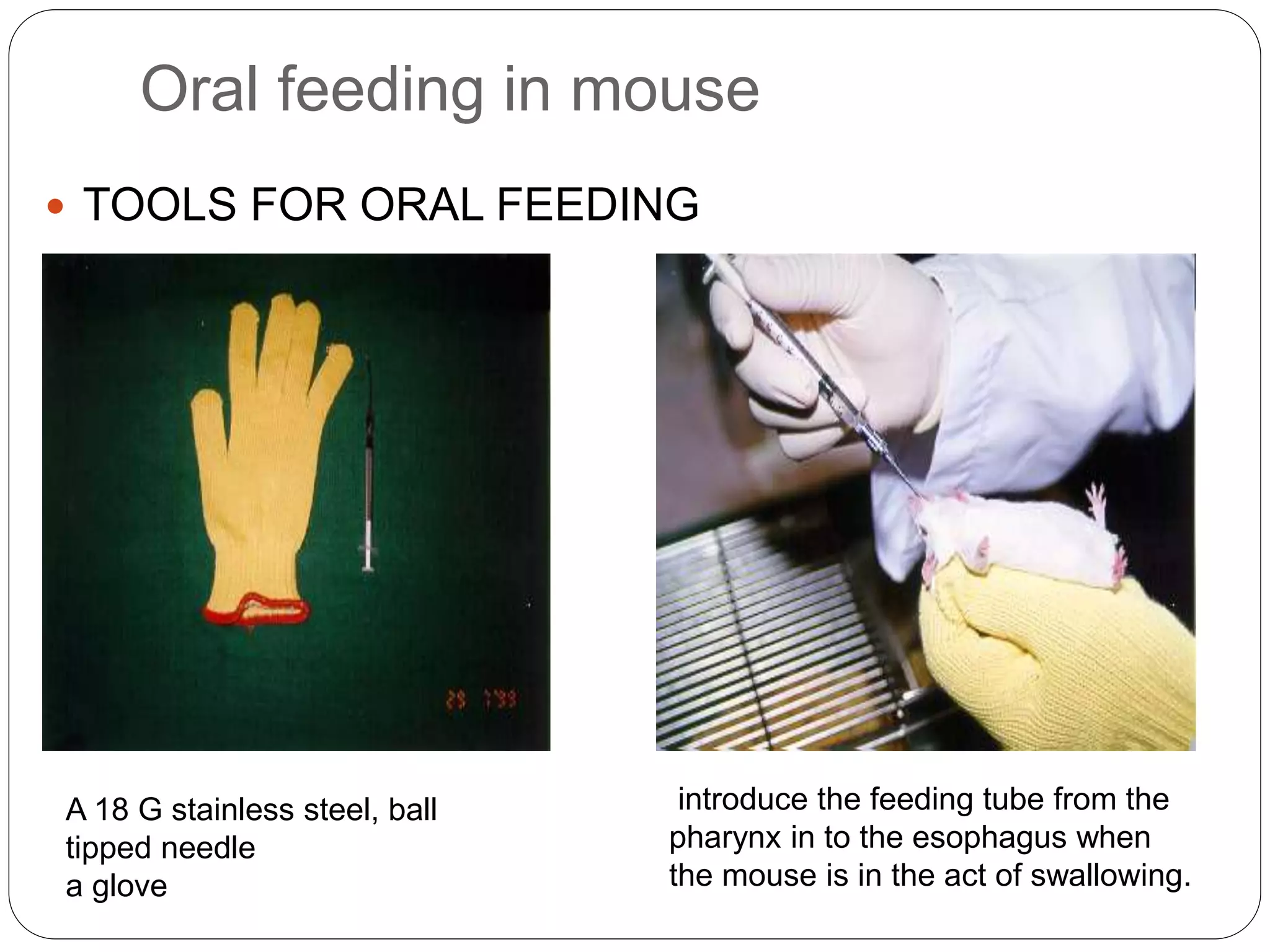 Animal Handling Techniques PPT
