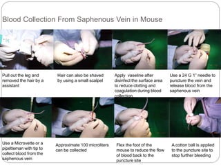 Blood Collection From Saphenous Vein in Mouse
Pull out the leg and
removed the hair by a
assistant
Hair can also be shaved
by using a small scalpel
Apply vaseline after
disinfect the surface area
to reduce clotting and
coagulation during blood
collection.
Use a 24 G 1” needle to
puncture the vein and
release blood from the
saphenous vein
Use a Microvette or a
pipetteman with tip to
collect blood from the
saphenous vein
Approximate 100 microliters
can be collected
Flex the foot of the
mouse to reduce the flow
of blood back to the
puncture site
A cotton ball is applied
to the puncture site to
stop further bleeding
 