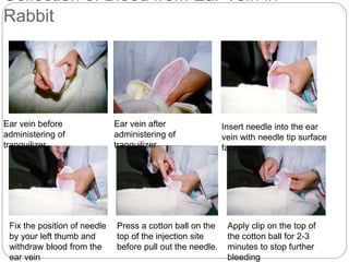 Collection of Blood from Ear Vein in
Rabbit
Ear vein before
administering of
tranquilizer
Ear vein after
administering of
tranquilizer
Insert needle into the ear
vein with needle tip surface
face up
Fix the position of needle
by your left thumb and
withdraw blood from the
ear vein
Press a cotton ball on the
top of the injection site
before pull out the needle.
Apply clip on the top of
the cotton ball for 2-3
minutes to stop further
bleeding
 