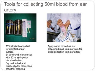 Tools for collecting 50ml blood from ear
artery
75% alcohol cotton ball
for disinfect of ear
surface
21 G winged infusion set
with 50 ml syringe for
blood collection
Dry cotton ball and
plastic clip for prevention
of further bleeding
Apply same procedure as
collecting blood from ear vein for
blood collection from ear artery
 