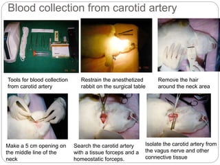 Blood collection from carotid artery
Restrain the anesthetized
rabbit on the surgical table
Remove the hair
around the neck area
Make a 5 cm opening on
the middle line of the
neck
Search the carotid artery
with a tissue forceps and a
homeostatic forceps.
Tools for blood collection
from carotid artery
Isolate the carotid artery from
the vagus nerve and other
connective tissue
 