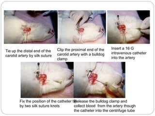 Tie up the distal end of the
carotid artery by silk suture
Clip the proximal end of the
carotid artery with a bulldog
clamp
Insert a 16 G
intravenous catheter
into the artery
Fix the position of the catheter tip
by two silk suture knots
Release the bulldog clamp and
collect blood from the artery though
the catheter into the centrifuge tube
 