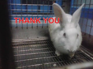 Animal Handling Techniques