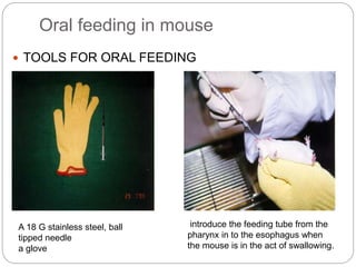 Oral feeding in mouse
 TOOLS FOR ORAL FEEDING
A 18 G stainless steel, ball
tipped needle
a glove
introduce the feeding tube from the
pharynx in to the esophagus when
the mouse is in the act of swallowing.
 