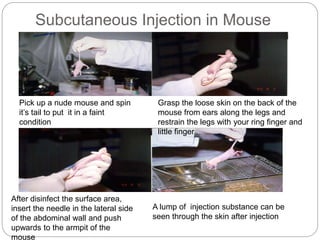 Subcutaneous Injection in Mouse
Pick up a nude mouse and spin
it’s tail to put it in a faint
condition
Grasp the loose skin on the back of the
mouse from ears along the legs and
restrain the legs with your ring finger and
little finger
After disinfect the surface area,
insert the needle in the lateral side
of the abdominal wall and push
upwards to the armpit of the
mouse
A lump of injection substance can be
seen through the skin after injection
 