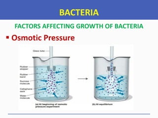 BACTERIA
FACTORS AFFECTING GROWTH OF BACTERIA
 Osmotic Pressure
 