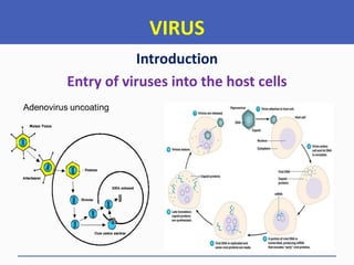 VIRUS
Introduction
Entry of viruses into the host cells
 