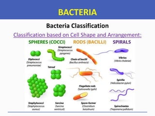 BACTERIA
Bacteria Classification
Classification based on Cell Shape and Arrangement:
 