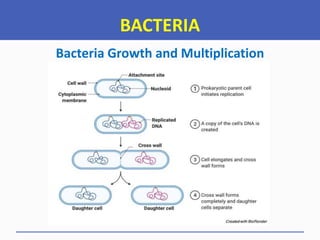 BACTERIA
Bacteria Growth and Multiplication
 