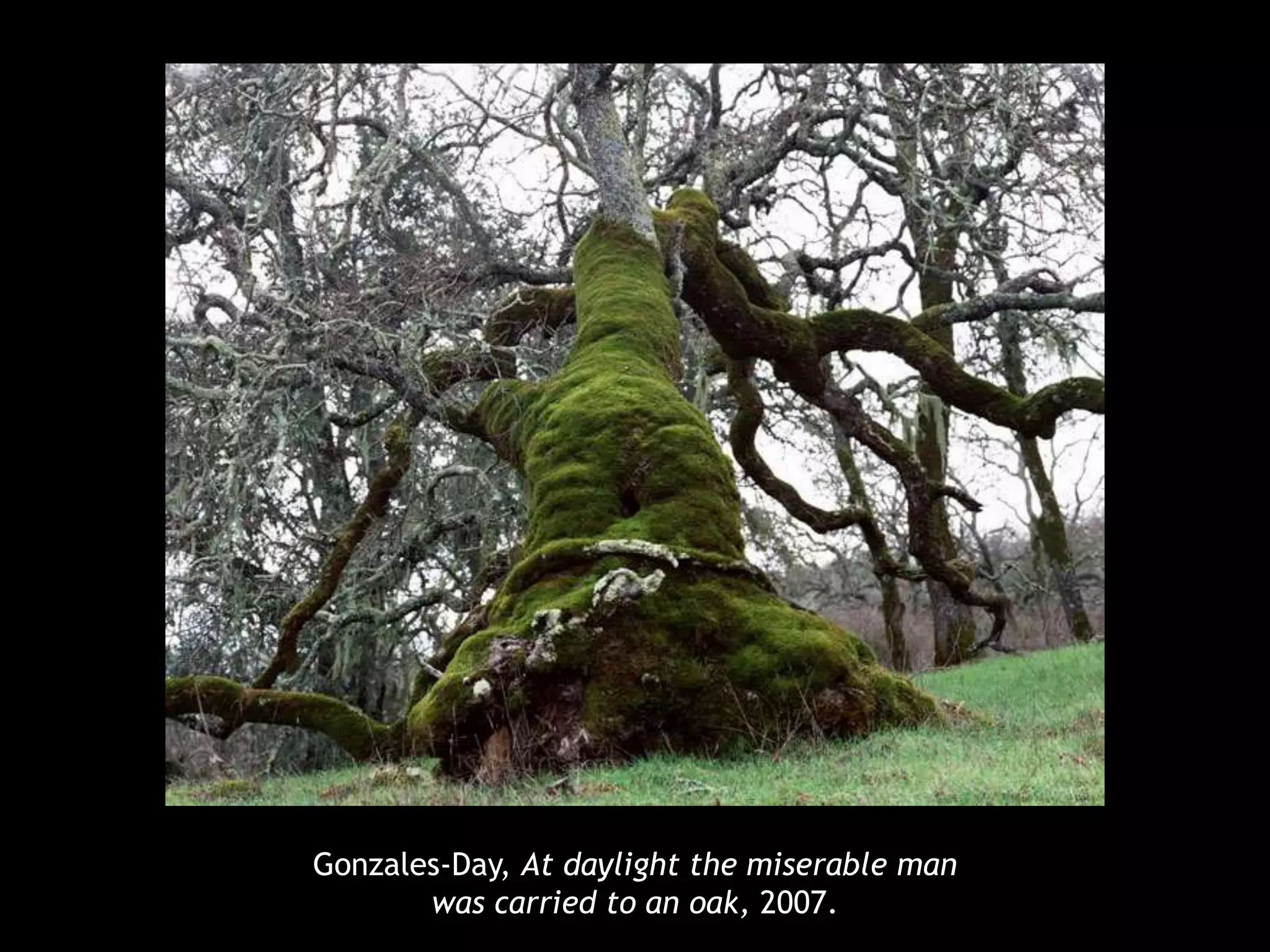 Gonzales-Day, At daylight the miserable man 
was carried to an oak, 2007. 
 
