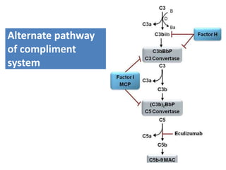 Alternate pathway
of compliment
system
 