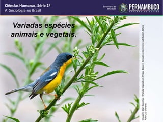 Ciências Humanas, Série 2º 
A Sociologia no Brasil 
Variadas espécies 
animais e vegetais. 
Imagem: Dari Sanches / Parula tropical em Pirajú, Brasil / Creative Commons Attribution-Share 
Alike 2.0 Generic. 
 