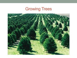 Growing Trees
 