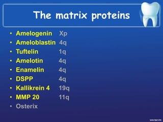 The matrix proteins
• Amelogenin Xp
• Ameloblastin 4q
• Tuftelin 1q
• Amelotin 4q
• Enamelin 4q
• DSPP 4q
• Kallikrein 4 19q
• MMP 20 11q
• Osterix
 