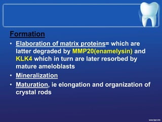 Formation
• Elaboration of matrix proteins= which are
latter degraded by MMP20(enamelysin) and
KLK4 which in turn are later resorbed by
mature ameloblasts
• Mineralization
• Maturation, ie elongation and organization of
crystal rods
 