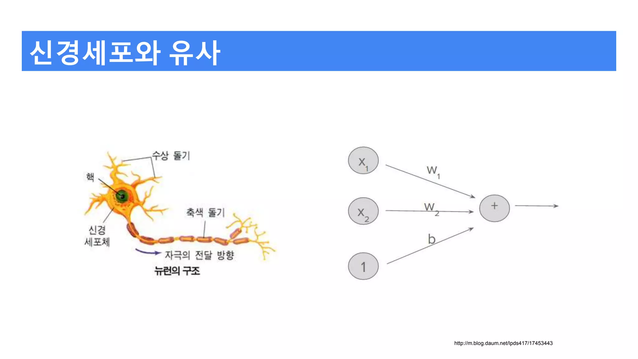 신경세포와 유사
http://m.blog.daum.net/lpds417/17453443
 