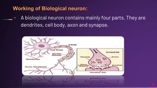 Working of Biological neuron:
╸ A biological neuron contains mainly four parts. They are
dendrites, cell body, axon and sy...