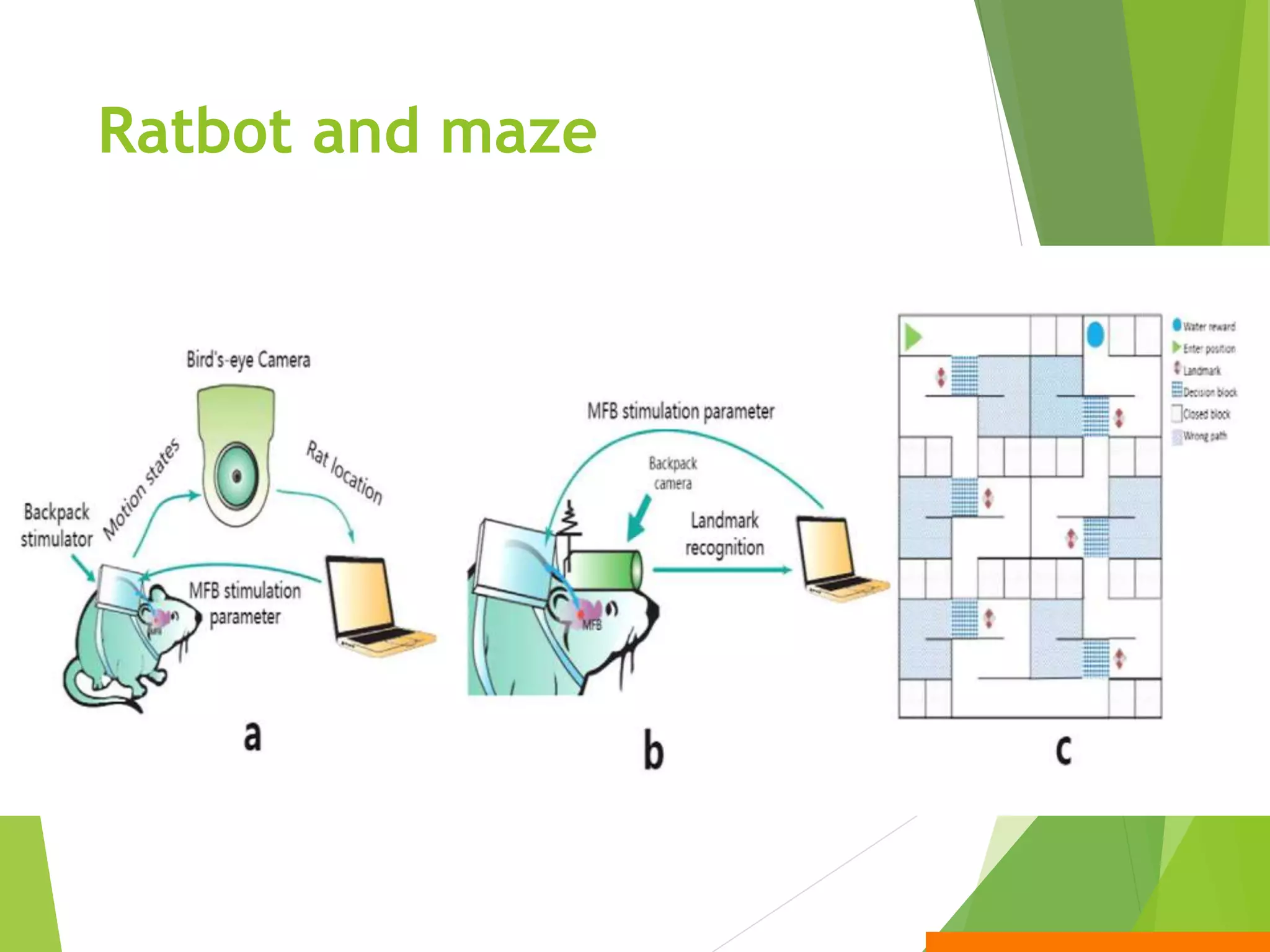 Ratbot and maze
 