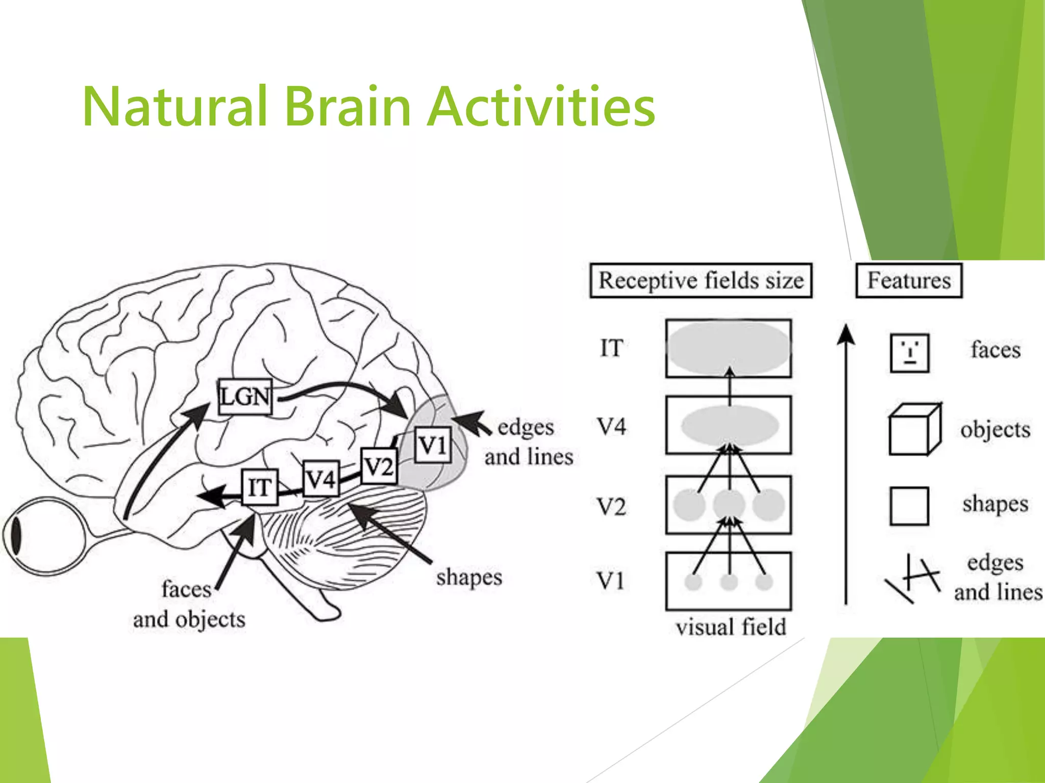 Natural Brain Activities
 