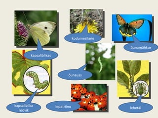 kapsaliblika röövik õunamähkur kapsaliblikas lehetäi lepatriinu kodumesilane õunauss 