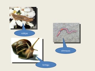 nälkjas kiritigu vihmauss 